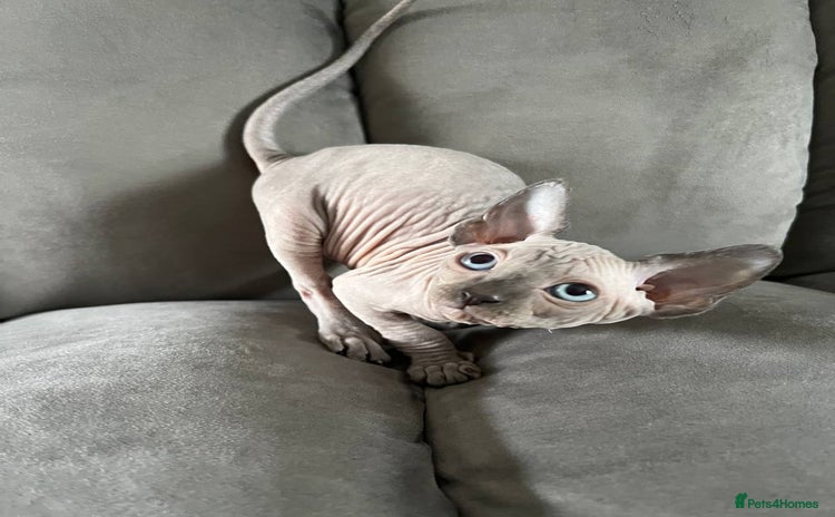 Sphynx cats - Advert 6