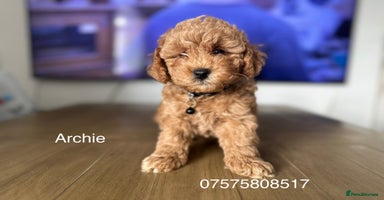 Cockapoo dogs - Advert 7
