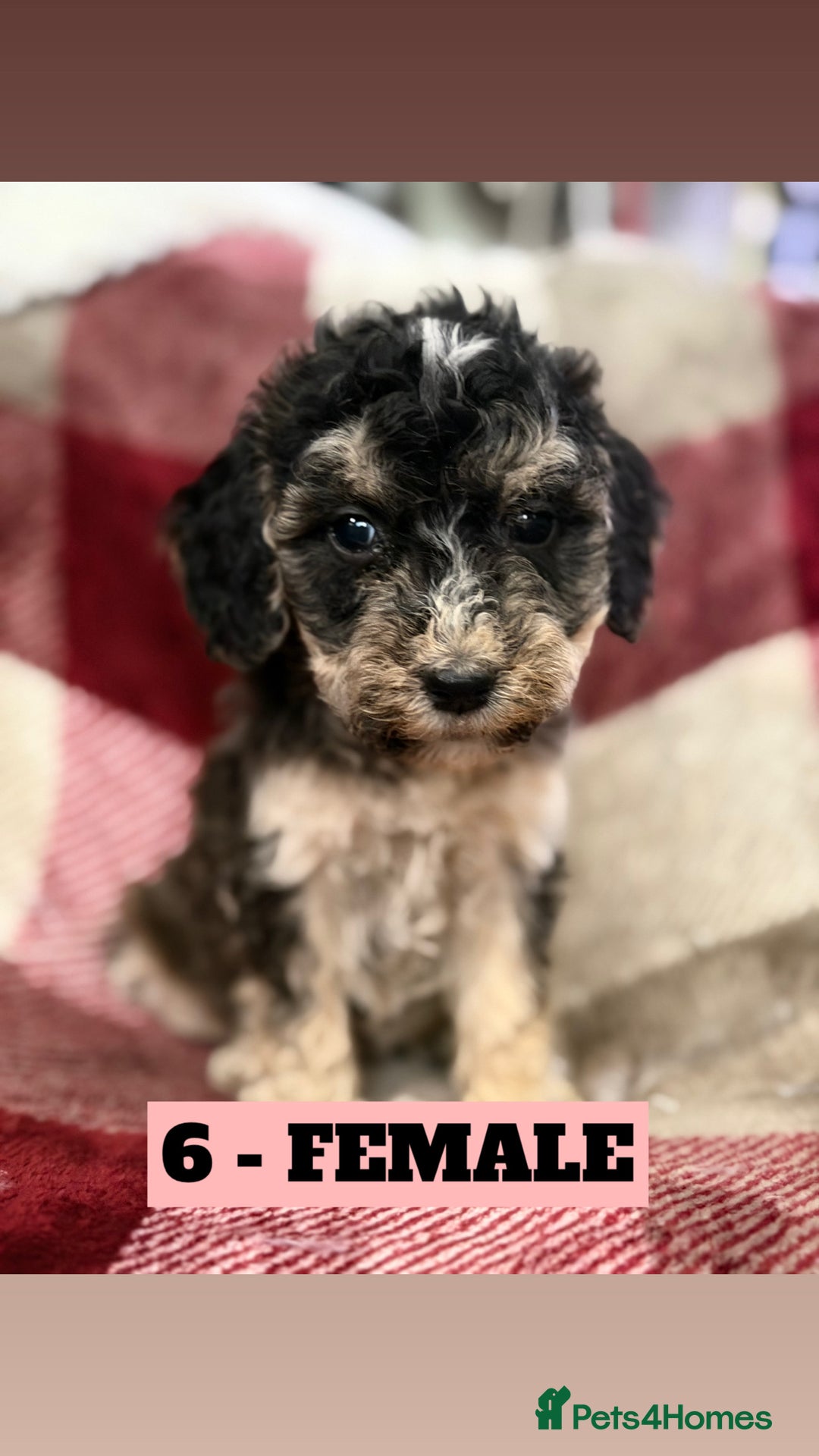 Cockapoo dogs for sale: BEAUTIFUL F2 COCKAPOO PUPPIES - 4 BOYS AND 4 GIRLS - Advert 21