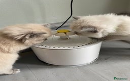 Ragdoll cats for sale: Blue and Pure Blue Mitted Ragdoll Kittens - Image 14