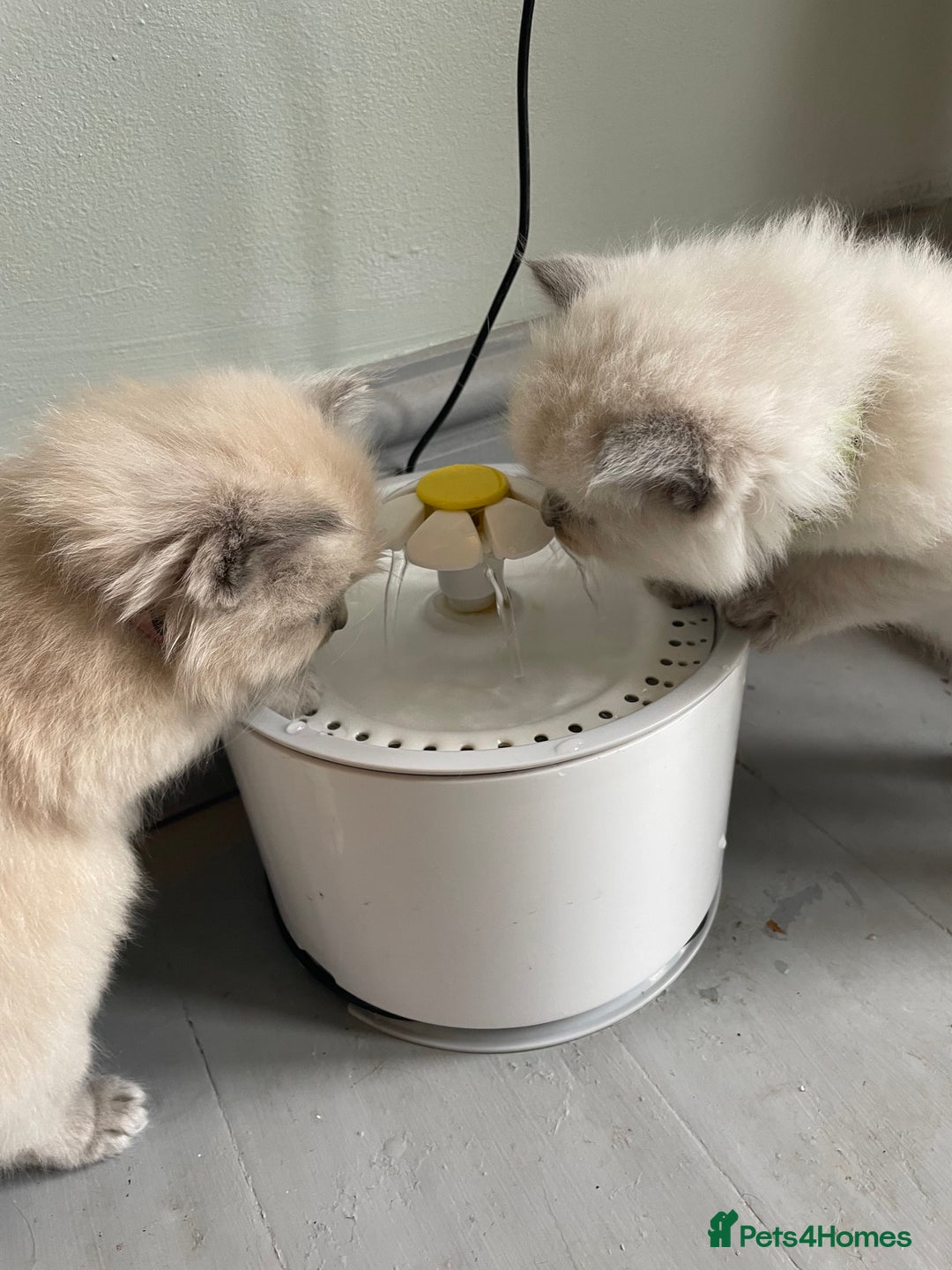 Ragdoll cats for sale: Blue and Pure Blue Mitted Ragdoll Kittens - Image 14
