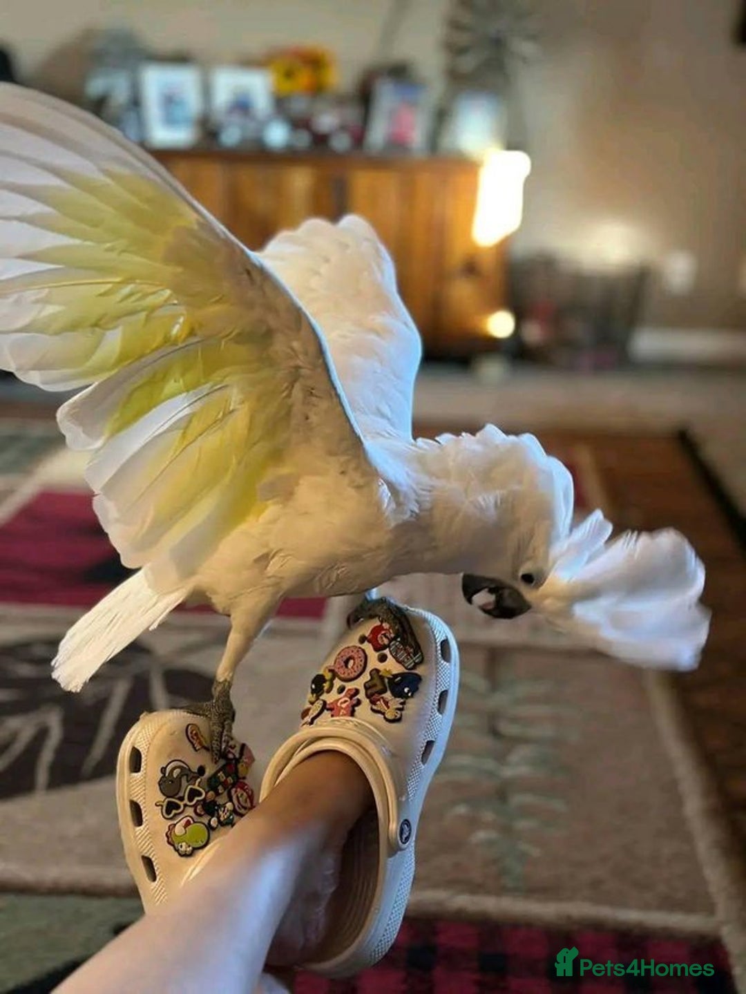 Cockatoo birds for sale: Hand-Reared Tame Umbrella Cockatoo Parrot  - Image 4