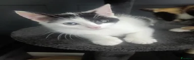 Oreo