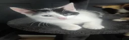 Mixed Breed cats for sale: 5 Beautiful Kittens for sale  - Advert 19