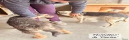 Mixed Breed dogs for adoption: Noodle, 11 months approx. Available for adoption. - Advert 25