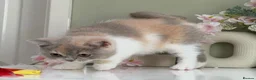 British Shorthair cats for sale: Gorgeous British Kittens - Advert 10