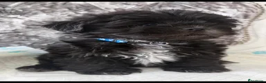 Shih Tzu 2