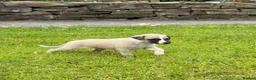 Whippet dogs for sale: Stunning Fawn Whippet Pups  in Winkleigh - Advert 15