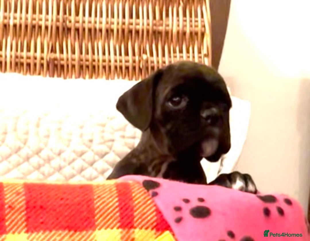 Boxer dogs for sale: adorable boxer puppies  - Advert 23