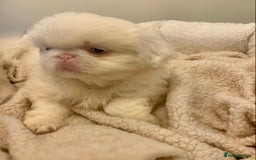 Pekingese dogs for sale: Pink Pekingese puppies  - Advert 6