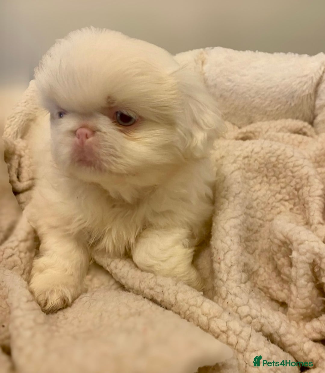 Pekingese dogs for sale: Pink Pekingese puppies  - Advert 6