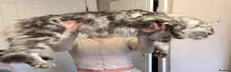 Ragcoon cats for sale: RAGCOON STUNNING 5star kittens  😻 - Advert 13