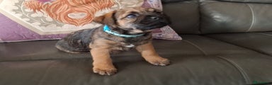 Border Terrier Puppy 1