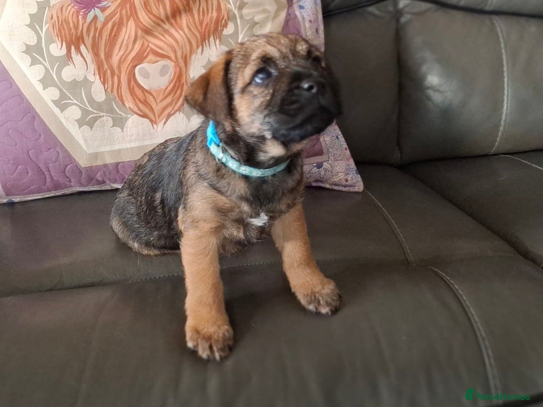 Border Terrier dogs for sale: KC registered Border Terriers - Advert 4