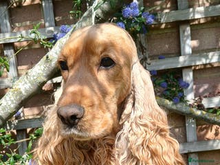 Cocker Spaniel dogs KC STUD,20CH,SHOW COCKER SPANIEL/PROVED/DNA CLEAR - Advert 1