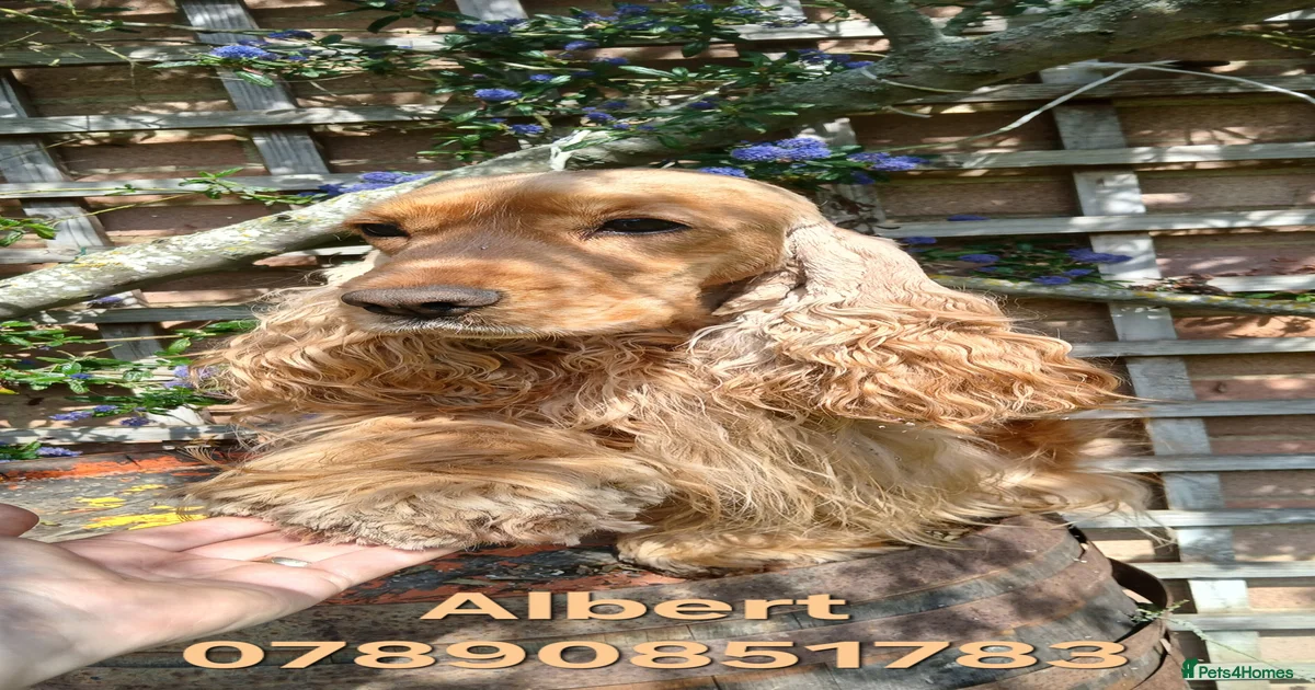 KC STUD,20CH,SHOW COCKER SPANIEL/PROVED/DNA CLEAR for stud in Harlow ...