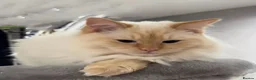Ragdoll cats for stud: 🔥 Exceptional Flame Point Stud Available 🔥 - Advert 3