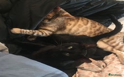 Bengal cats for sale: £100 if collected today MELANISTIC  - Image 6