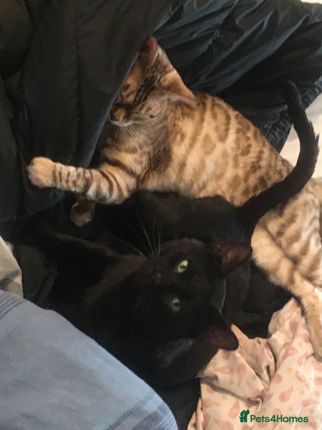 Bengal cats for sale: £100 if collected today MELANISTIC  - Image 6