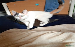 Mixed Breed cats for sale: Friendly kitten for sale to go to a loving home. - Image 1