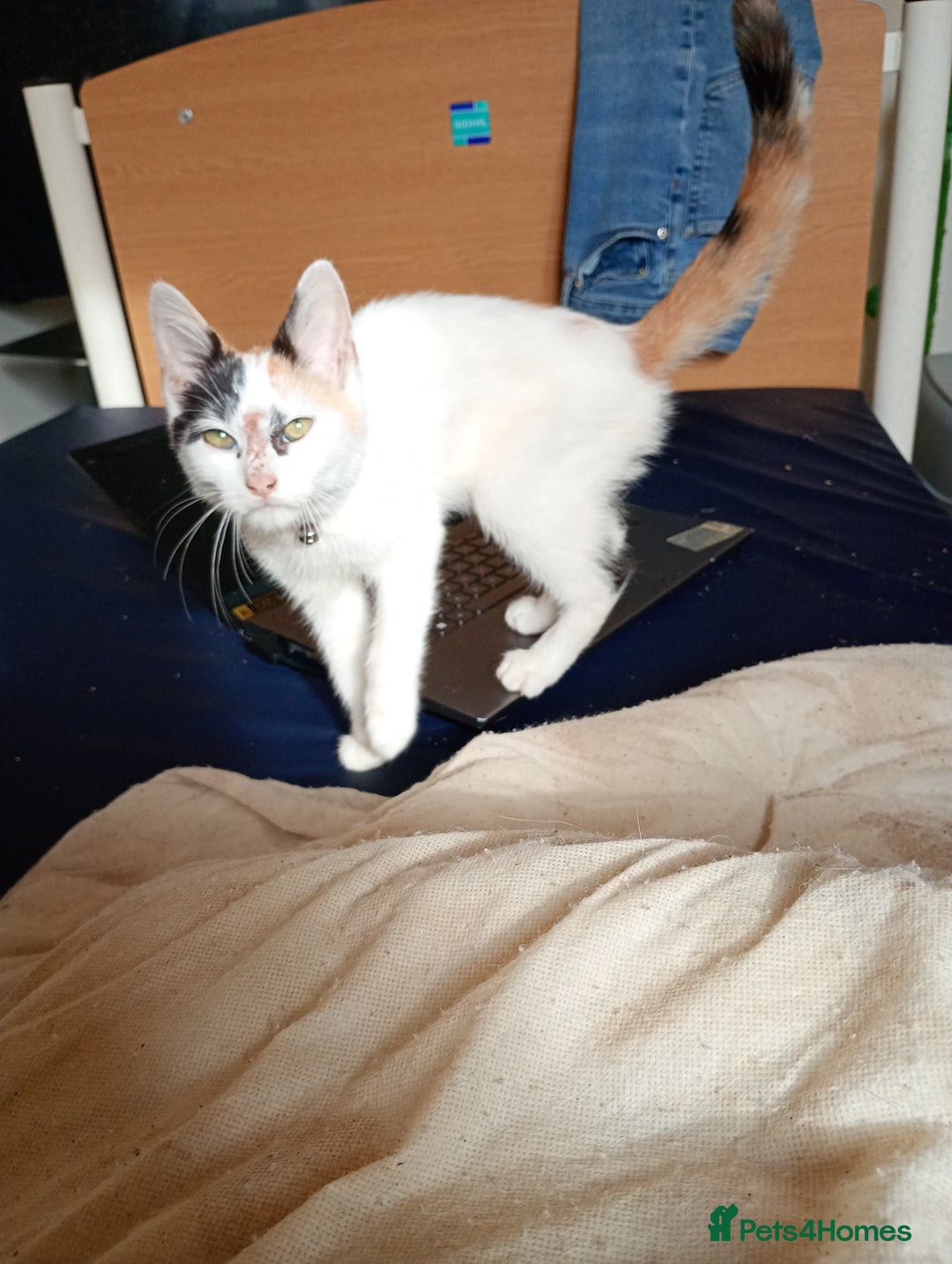 Mixed Breed cats for sale: Friendly kitten for sale to go to a loving home. - Image 1