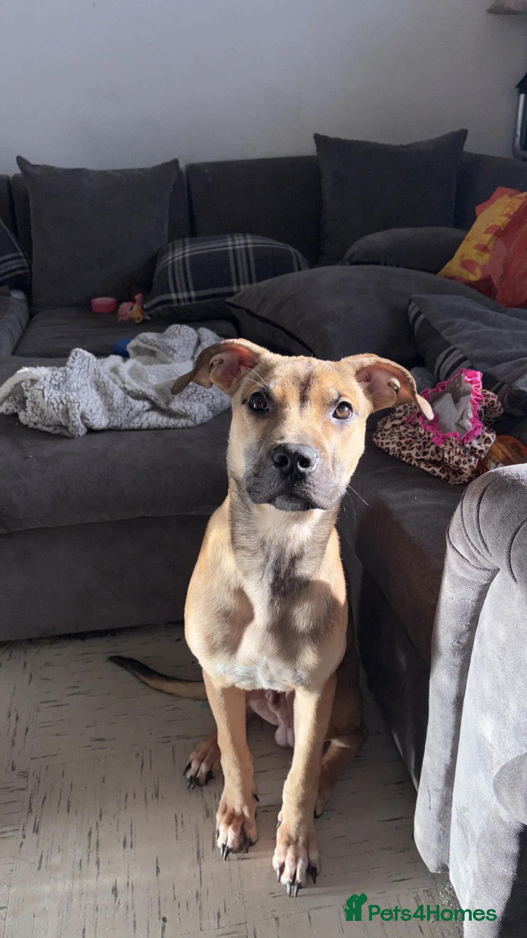 Mixed Breed dogs for sale: Belgian Malinois cross breed  - Advert 1