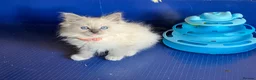 Ragdoll cats for sale: GCCF Ragdoll 🏆Champion Bloodline🌟5-Gen Pedigrees - Advert 9