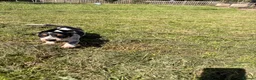 Dachshund dogs for sale: Two beautiful Isabela dachshund b in Rugby - Advert 10