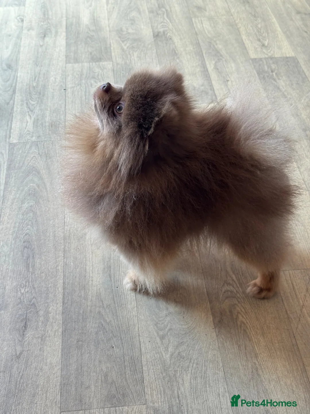 Pomeranian dogs for stud: TINY DNA Tested KC Reg Lilac & Tan Stud  - Advert 1
