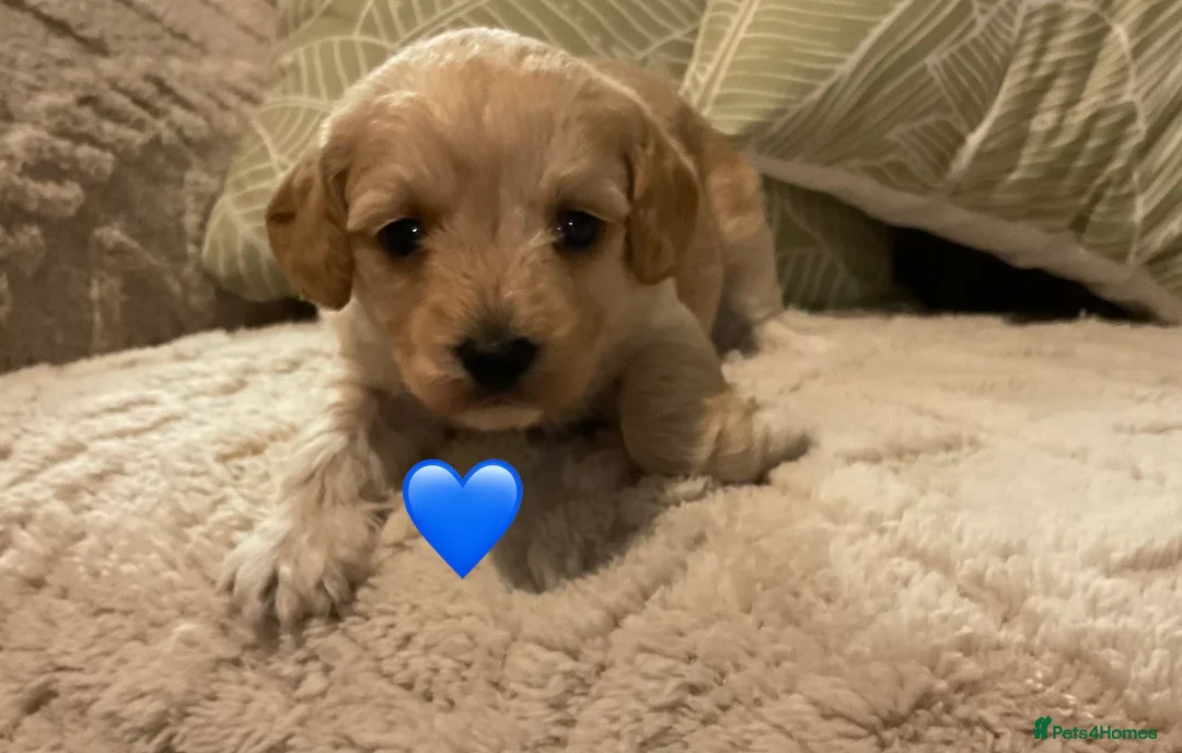 Jackapoo dogs for sale: Jackapoo Puppies - Advert 9