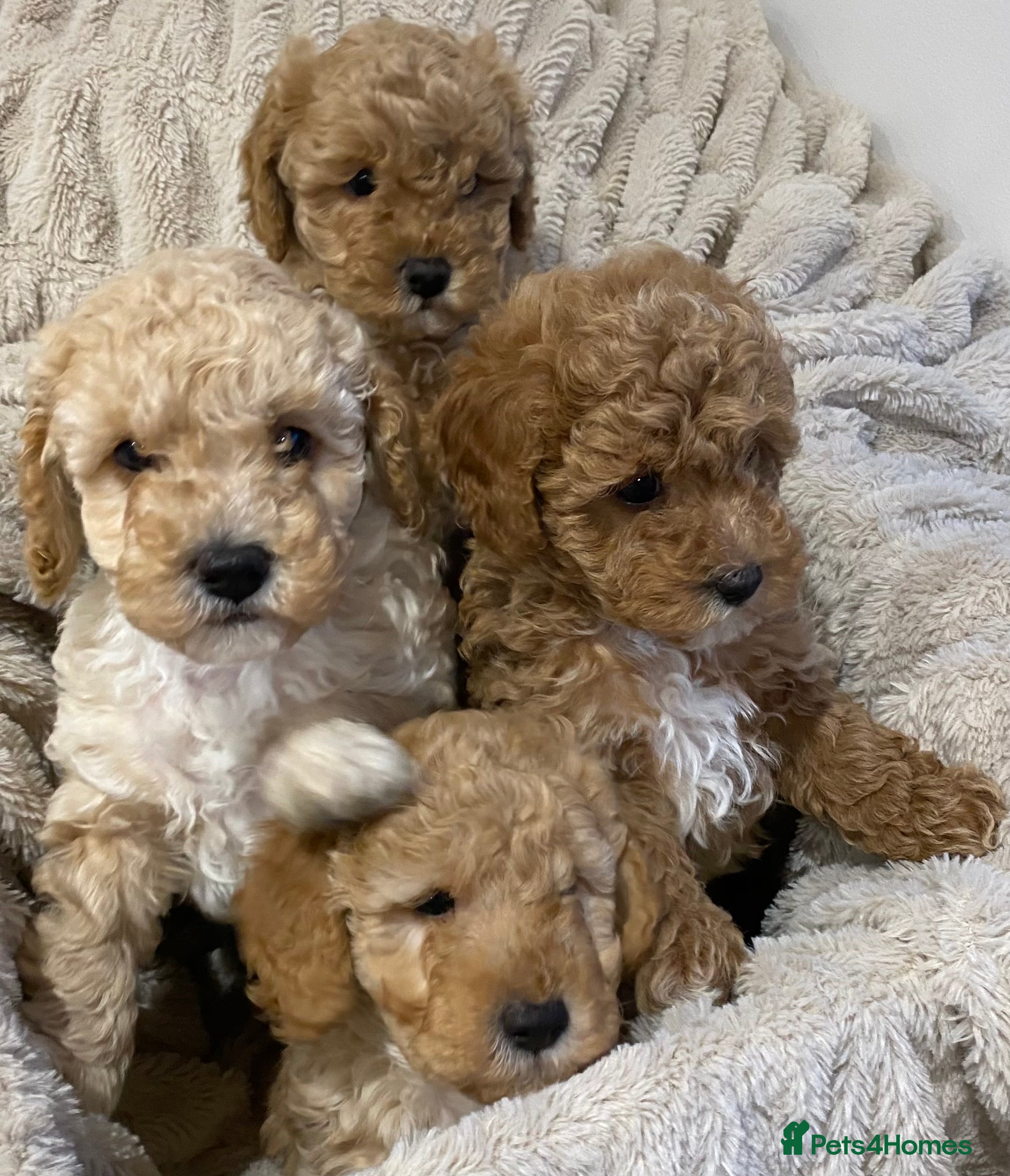 Cavapoo dogs Gorgeous Fluffy Cavapoo Puppys Health checked  - Advert 4