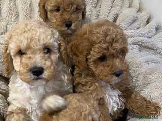 Cavapoo dogs Gorgeous Fluffy Cavapoo Puppys Health checked - Advert 4