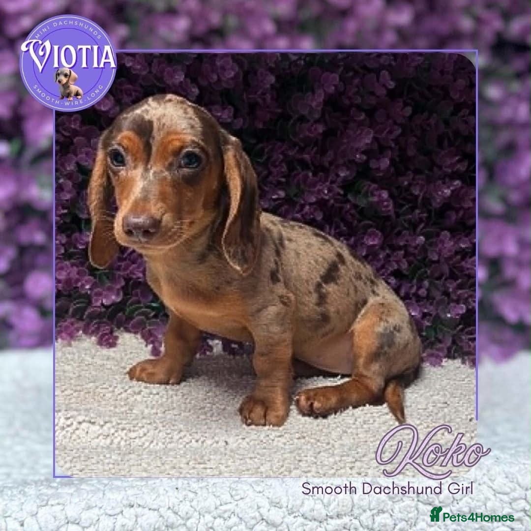 Dachshund dogs Stunning kc reg miniature dachshunds  - Advert 19