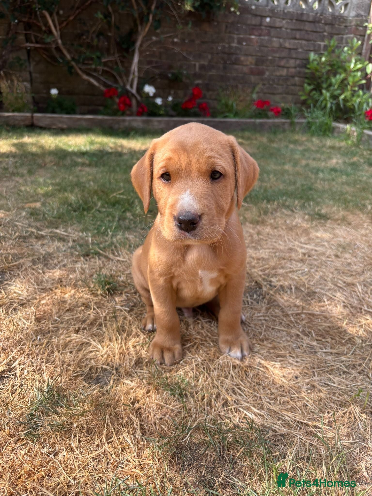 Labrador Retriever dogs KC Registered Labrador Puppy - Boy - Advert 14