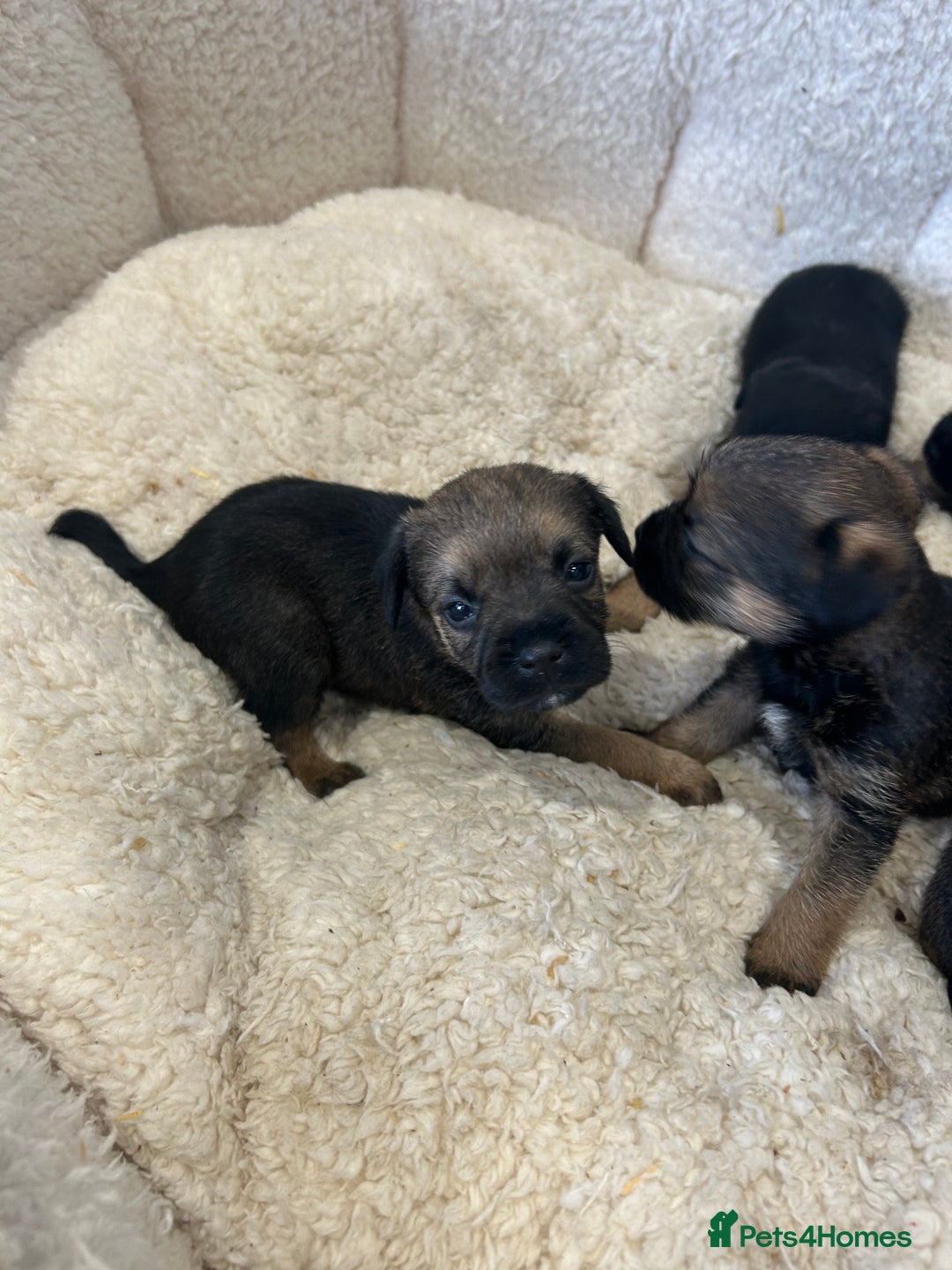 Border Terrier dogs for sale: Slem clear Kc registered Border terrier puppies - Advert 6