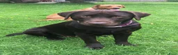 Labrador Retriever dogs for sale: Stunning chocolate working lab  - Advert 9