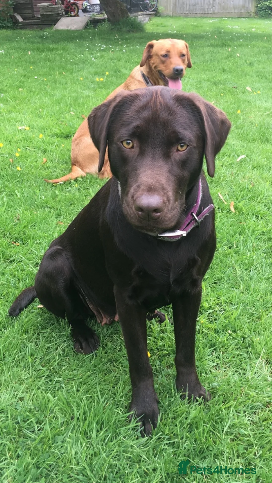 Labrador Retriever dogs for sale: Stunning chocolate working lab  - Advert 9