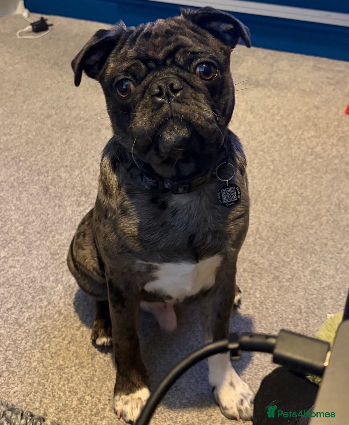 Pug dogs Albert is looking for his forever home ❤️ - Advert 3