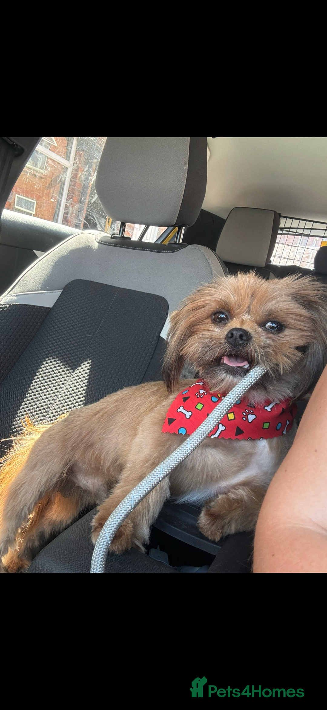 Mixed Breed dogs for sale: Beautiful pups for sale!  - Advert 9