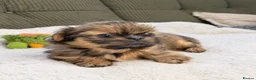 Shih Tzu dogs for sale: Clan of beautiful Shih tzu Toebeans  - Advert 15