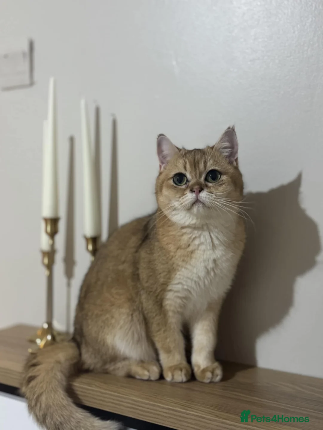 British Shorthair cats for sale: Gorgeous golden active male 🩷 - Advert 2