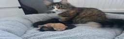 Mixed Breed cats for sale: Maine coon mix kittens  - Advert 1