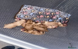 Mixed Breed dogs for sale: Cavapoochon  - Image 6