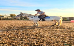 Irish Cob horses for sale: 16hh ex trekking cob mare  - Image 9