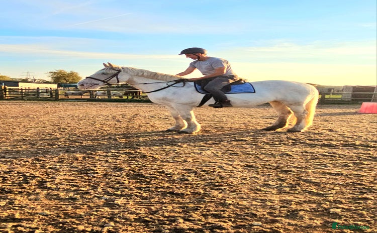Irish Cob horses - Advert 1