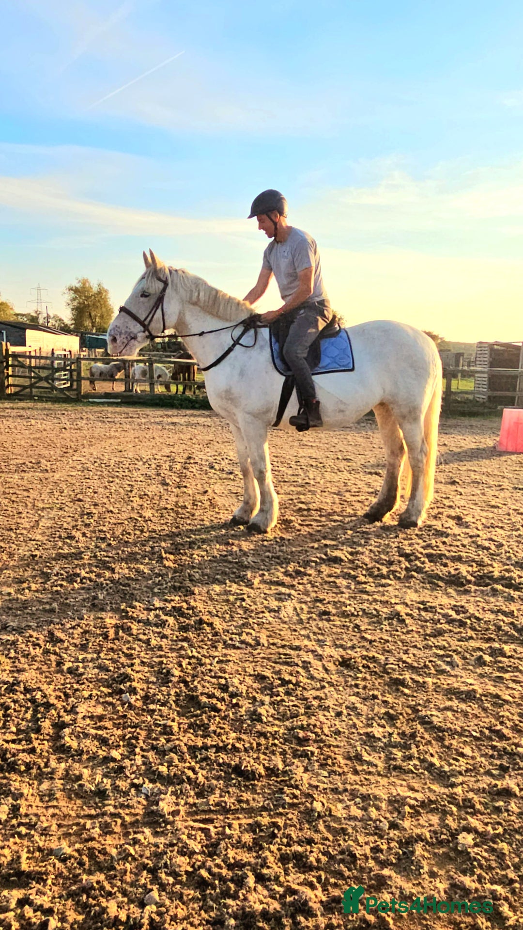 Irish Cob horses for sale: 16hh ex trekking cob mare  - Image 9