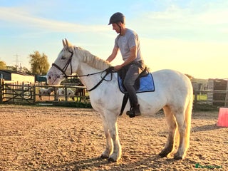 Irish Cob horses - Advert 2