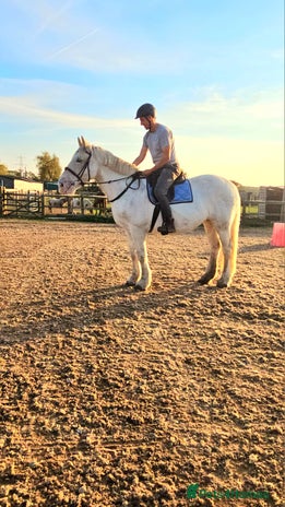 Irish Cob horses - Advert 1