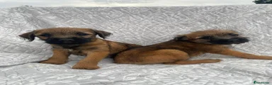 Border Terrier 4