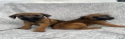 Border Terrier dogs for sale: Border-terrier  - Advert 9